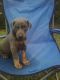 Doberman Pinscher Puppies for sale in Statesville, NC 28677, USA. price: NA