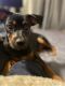 Doberman Pinscher Puppies for sale in Rosedale, Bakersfield, CA, USA. price: NA