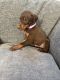 Doberman Pinscher Puppies for sale in Newman, CA 95360, USA. price: NA