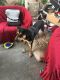 Doberman Pinscher Puppies for sale in Long Beach, CA, USA. price: NA