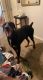 Doberman Pinscher Puppies for sale in 7676 S Westmoreland Rd, Dallas, TX 75237, USA. price: NA