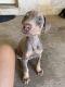 Doberman Pinscher Puppies for sale in Del Valle, TX, USA. price: NA