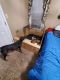Doberman Pinscher Puppies for sale in Salemburg, NC 28385, USA. price: NA