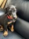 Doberman Pinscher Puppies for sale in Richlands, NC 28574, USA. price: NA