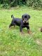 Doberman Pinscher Puppies for sale in New York, NY, USA. price: $200
