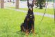 Doberman Pinscher Puppies for sale in Bowling Green, KY, USA. price: NA