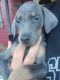 Doberman Pinscher Puppies for sale in Portland, MI 48875, USA. price: $1,500