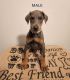 Doberman Pinscher Puppies for sale in Eastlake, OH, USA. price: NA