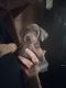 Doberman Pinscher Puppies for sale in Portland, MI 48875, USA. price: $1,200
