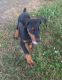 Doberman Pinscher Puppies for sale in Foraker, IN 46526, USA. price: $800