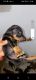 Doberman Pinscher Puppies for sale in Phoenix, AZ, USA. price: $700