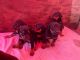 Doberman Pinscher Puppies for sale in Hayward, CA, USA. price: $1,000
