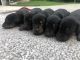 Doberman Pinscher Puppies for sale in Loogootee, IN 47553, USA. price: $1,000