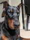 Doberman Pinscher Puppies for sale in Dover AFB, DE, USA. price: NA