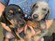Doberman Pinscher Puppies for sale in Durham, NC 27703, USA. price: NA