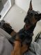Doberman Pinscher Puppies for sale in Conroe, TX, USA. price: $1,000