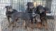 Doberman Pinscher Puppies for sale in 3 Gladys Ct, Battle Creek, MI 49037, USA. price: $300