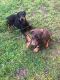 Doberman Pinscher Puppies for sale in Liberty, NC 27298, USA. price: $750