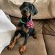 Doberman Pinscher Puppies for sale in West Farmington, OH 44491, USA. price: NA
