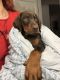 Doberman Pinscher Puppies for sale in Nashua, NH, USA. price: $2,500