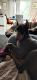 Doberman Pinscher Puppies for sale in Lockport, NY 14094, USA. price: NA