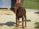 Doberman Pinscher Puppies for sale in London, KY, USA. price: $400