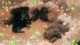 Doberman Pinscher Puppies for sale in Manikanteswaram, Thiruvananthapuram, Kerala, India. price: 16000 INR