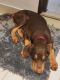 Doberman Pinscher Puppies for sale in Shaniwar Peth, Pune, Maharashtra, India. price: 12000 INR