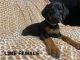 Doberman Pinscher Puppies for sale in Humble, TX, USA. price: $1,500