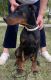 Doberman Pinscher Puppies for sale in Mt Vernon, NY, USA. price: NA