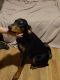 Doberman Pinscher Puppies for sale in Corinth, MS 38834, USA. price: $500
