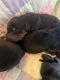 Doberman Pinscher Puppies for sale in Moulton, TX, USA. price: NA