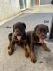Doberman Pinscher Puppies for sale in Manteca, CA, USA. price: $3,000