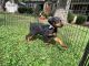 Doberman Pinscher Puppies for sale in Fleming, OH 45729, USA. price: $800