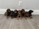 Doberman Pinscher Puppies for sale in Boca Raton, FL 33434, USA. price: NA