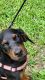 Doberman Pinscher Puppies for sale in Webster, FL 33597, USA. price: NA