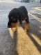 Doberman Pinscher Puppies for sale in Simi Valley, CA, USA. price: NA