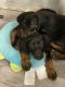Doberman Pinscher Puppies for sale in 90 Stanton Circle, Warner Robins, GA 31093, USA. price: $700