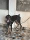 Doberman Pinscher Puppies for sale in Anakapalle, Andhra Pradesh, India. price: 10000 INR