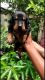 Doberman Pinscher Puppies for sale in Wardha, Maharashtra, India. price: 442001 INR