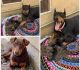 Doberman Pinscher Puppies for sale in 200 E 119th St, Los Angeles, CA 90061, USA. price: NA