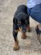 Doberman Pinscher Puppies for sale in Fort Worth, TX, USA. price: $600