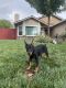 Doberman Pinscher Puppies for sale in Roseville, CA, USA. price: NA