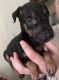Doberman Pinscher Puppies for sale in Cleveland, OH 44109, USA. price: $600