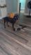 Doberman Pinscher Puppies for sale in Oberlin, OH 44074, USA. price: NA