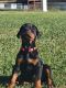 Doberman Pinscher Puppies for sale in Corinth, MS 38834, USA. price: $1,600