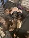 Doberman Pinscher Puppies for sale in Michigan-Martin, Detroit, MI 48210, USA. price: $120,000