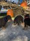 Doberman Pinscher Puppies for sale in Hot Springs, AR, USA. price: $1,500