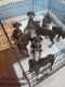 Doberman Pinscher Puppies for sale in Compton, CA, USA. price: NA