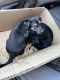 Doberman Pinscher Puppies for sale in San Leandro, CA, USA. price: $650